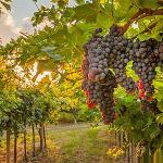 The image for A Gourmet California Wine Pairing Dinner feat.Vintner Michael Sterling (Frank Family Winery)